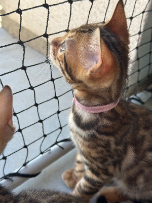Chaton Bengal Bengal