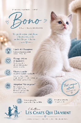 CHATON RAGDOLL LOOF Blue Bicolore Ragdoll