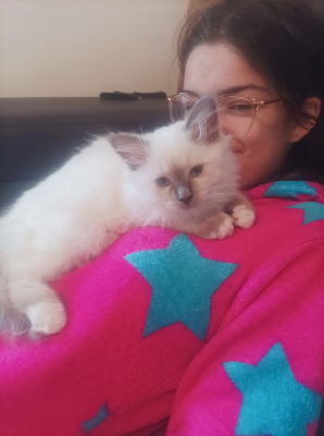 Chatons sacré de birmanie LOOF Sacré de Birmanie