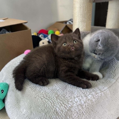 Magnifique BRITISH SHORTHAIR loof British Shorthair et Longhair