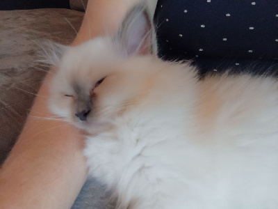 Chatons sacré de birmanie LOOF Sacré de Birmanie