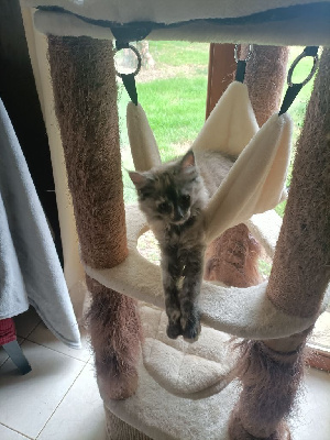 Chaton maine coon loof Maine Coon