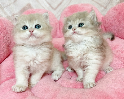 British Shorthair et Longhair - Chatons British longhair Blue golden shell - Du Fluffy British