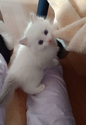 Chatons Ragdoll Ragdoll