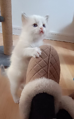 Chatons Ragdoll Ragdoll