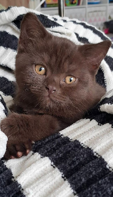 British Shorthair et Longhair - Magnifique BRITISH SHORTHAIR loof - CHATTERIE DES OURSONS TOUT RONDS