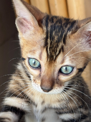 Bengal - Chaton Bengal  - Tialys Bengal 