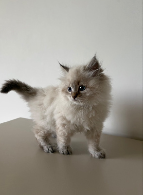 Sib�rien - MAGNIFIQUES CHATONS SIBERIENS