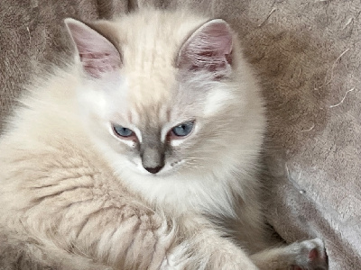 Chatons RAGDOLL pour adoption Ragdoll