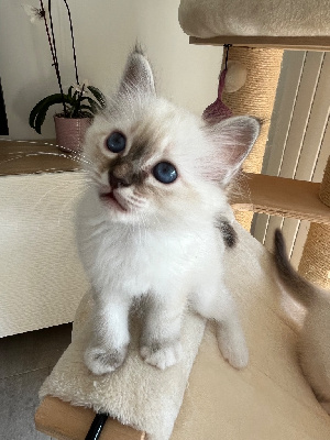 Sacr� de Birmanie - Chaton Sacre de Birmanie - De Vegalyre