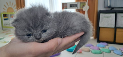 Magnifique BRITISH SHORTHAIR loof British Shorthair et Longhair