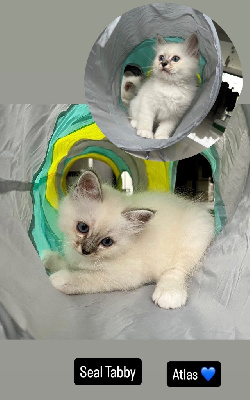 Chatons sacré de birmanie LOOF Sacré de Birmanie