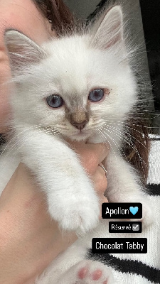 Chatons sacré de birmanie LOOF Sacré de Birmanie
