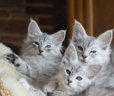 Chatons maine coon Maine Coon