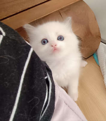 Chatons Ragdoll Ragdoll