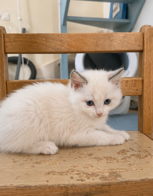 CHATON RAGDOLL LOOF Blue Bicolore Ragdoll