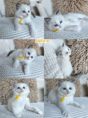 Chaton Ragdoll Ragdoll
