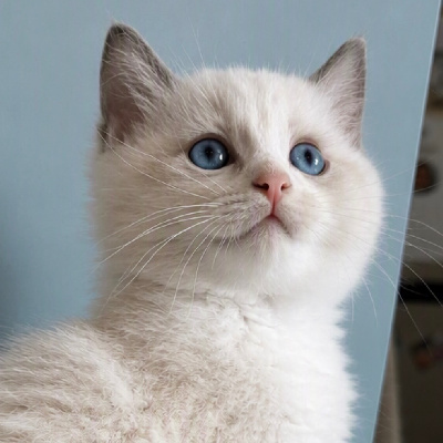 CHATON RAGDOLL LOOF Blue Bicolore Ragdoll
