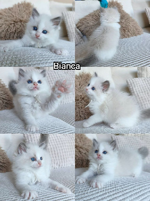 Ragdoll - Chaton Ragdoll 
