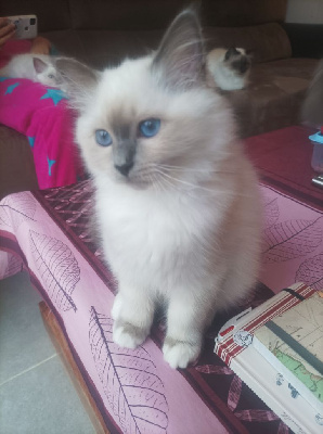 Chatons sacré de birmanie LOOF Sacré de Birmanie