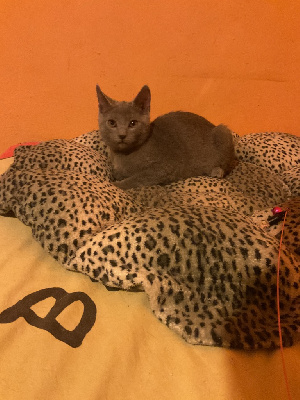 Chatons chartreux Chartreux