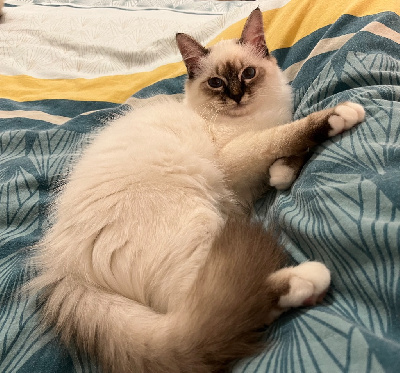 Sacr� de Birmanie - Chatons Sacre de Birmanie - De Vegalyre