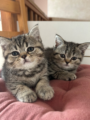 Scottish Straight - Vends chatons Scottish straight - De Lallybroch Cats
