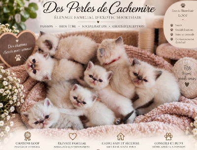 Exotic Shorthair - Magnifiques chatons Exotic Shorthair Blue Point - Des Perles de Cachemire