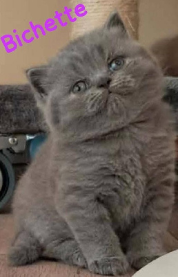 Magnifique BRITISH SHORTHAIR loof British Shorthair et Longhair