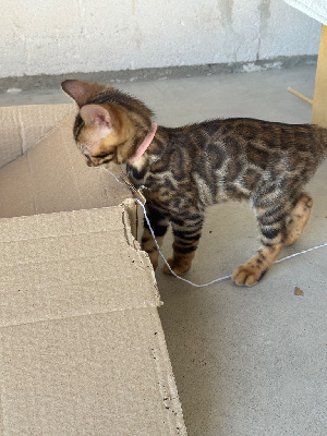 Chaton Bengal Bengal