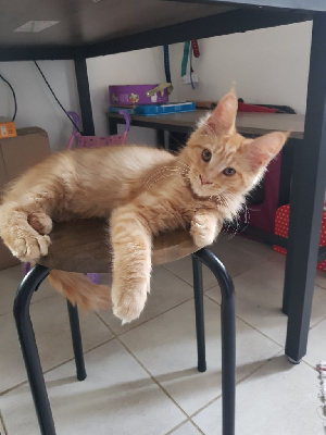 Maine Coon - Chatons Maine Coon loof - Coon des merisiers