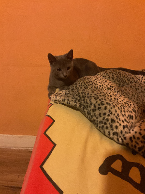 Chatons chartreux Chartreux