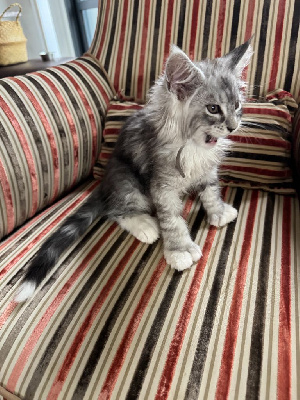 Maine Coon Maine Coon