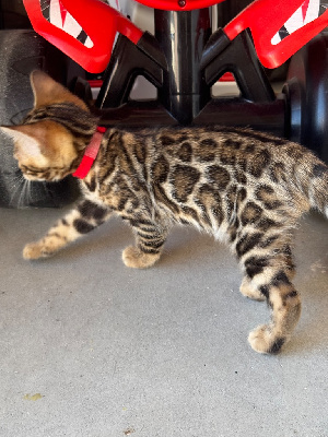 Chaton Bengal Bengal