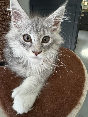 Maine Coon Maine Coon