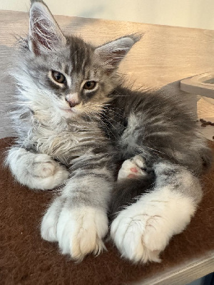 Maine Coon Maine Coon