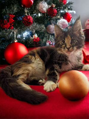 chaton maine coon loof Maine Coon