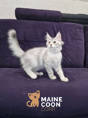Magnifiques chatons Maine Coon High Silver - lignees shaded rares (Amiens) Maine Coon