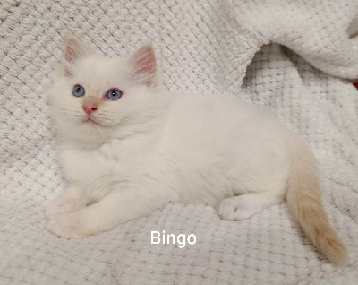 Ragdoll - 3 Magnifiques chatons males LOOF - OF THE IMPERIAL RAGS