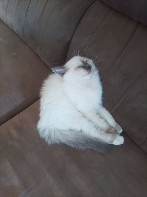 Chatons sacré de birmanie LOOF Sacré de Birmanie