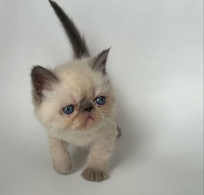 Magnifiques chatons Exotic Shorthair Blue Point Exotic Shorthair