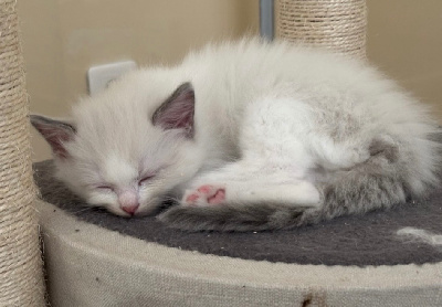 CHATON RAGDOLL LOOF Blue Bicolore Ragdoll