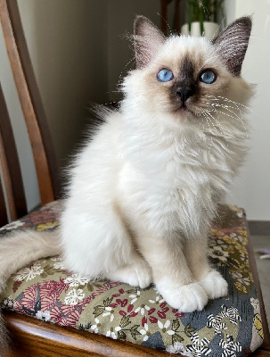 Sacr� de Birmanie - Chatons Sacre de Birmanie - De Vegalyre