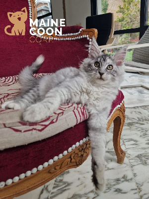 Maine Coon - Magnifiques chatons Maine Coon High Silver - lignees shaded rares (Amiens) - de la Maine Coon Corp