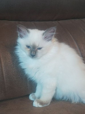 Chatons sacré de birmanie LOOF Sacré de Birmanie