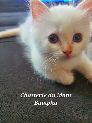 Sacr� de Birmanie - A reserver 1 petit male Sacre de Birmanie LOOF - Du Mont Bumpha