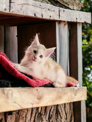 chaton maine coon loof Maine Coon