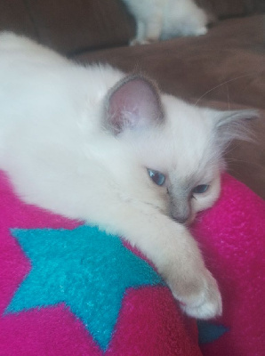 Chatons sacré de birmanie LOOF Sacré de Birmanie