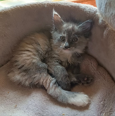 Maine Coon - Chaton maine coon loof - D Utopia coon