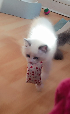 Ragdoll - Chatons Ragdoll 